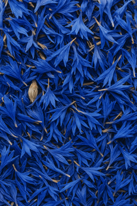 Edible Blue Cornflowers
