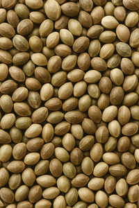 Hemp Seeds